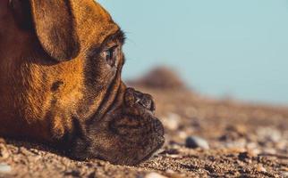 cão boxer na praia. expressão facial e poses. copie o espaço foto