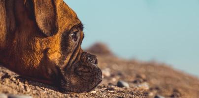 cão boxer na praia. expressão facial e poses. copie o espaço foto