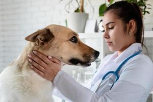 veterinário sorridente examinando e escovando cachorro de raça mista foto