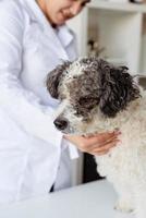 veterinário sorridente examinando cachorro sem raça definida foto
