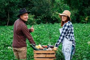 agricultores e agricultoras com chapéus segurando vegetais orgânicos frescos em uma caixa de madeira no fundo de uma horta