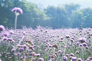 campo de verbena violeta. fundo de flor foto