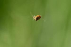 mosca syrphid, eristalinus taeniops, próximo a xativa, espanha foto