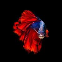 peixes betta coloridos ou peixes-lutadores-siameses em movimento isolado no fundo preto.