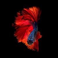 feche o movimento artístico de peixes betta ou peixes-lutadores siameses em fundo preto foto