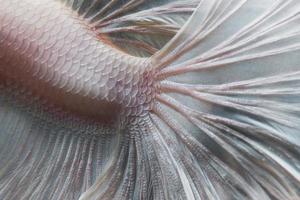 feche o movimento artístico de peixes betta ou peixes-lutadores siameses em fundo preto foto