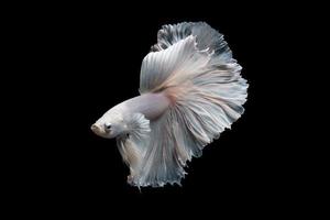 feche o movimento artístico de peixes betta ou peixes-lutadores siameses em fundo preto foto
