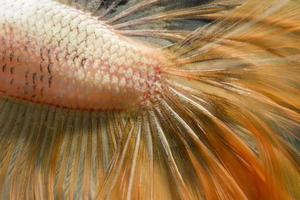 feche o movimento artístico de peixes betta ou peixes-lutadores siameses em fundo preto foto