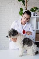 veterinário sorridente examinando cachorro sem raça definida foto