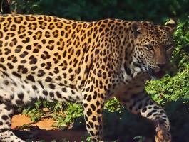 leopardo está caminhando. foto
