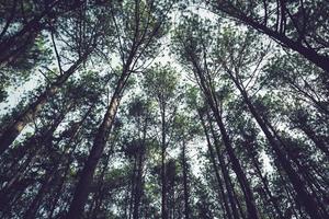 fundo natural. parque florestal pinus kesiya. tiro em baixo ângulo. Tailândia Chiangmai Doiinthanon foto