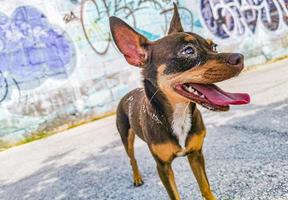 cachorro chihuahua mexicano com parede de graffiti playa del carmen mexico. foto