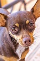 Retrato de cachorro chihuahua marrom mexicano olhando o México lindo e fofo. foto