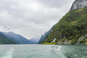 gaivotas voam pela bela paisagem do fiorde montanhoso na noruega. foto