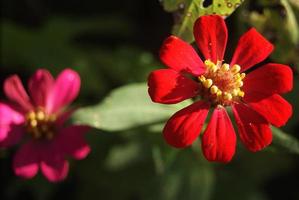 as flores vermelhas e rosa parecem que estão começando a murchar e não estão mais frescas foto