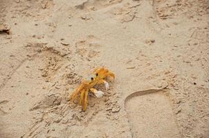 close-up de um caranguejo perto de sua toca na areia da praia de Juquey, um vilarejo tropical incrível no litoral do estado de são paulo, sudoeste do Brasil. foto