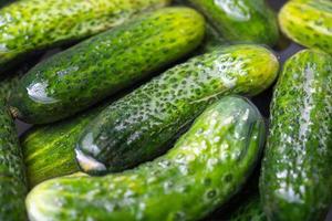 polonês pepinos preparados para decapagem. foto