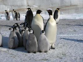 pinguins imperador no gelo da Antártica foto