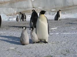 pinguins imperador no gelo da Antártica foto