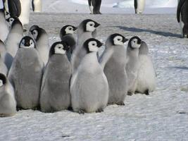 pinguins imperador no gelo da Antártica foto