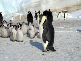 pinguins imperador no gelo da Antártica foto