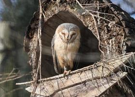 uma coruja adormecida em um buraco na árvore foto