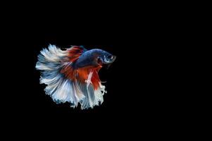 lindo colorido de peixe betta siamês foto