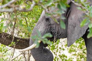 cinco grandes elefantes africanos kruger safári do parque nacional na áfrica do sul.