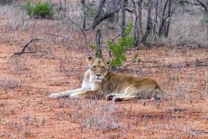 leão no safari no parque nacional mpumalanga kruger na áfrica do sul. foto