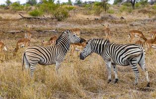 lindas zebras impalas no safari do parque nacional kruger na áfrica do sul. foto