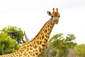 bela alta majestosa girafa kruger parque nacional safari áfrica do sul. foto