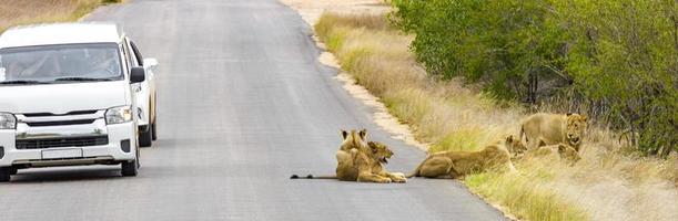 leões relaxam no safári do parque nacional de rua Kruger na áfrica do sul. foto