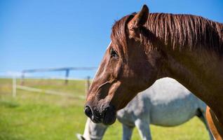 perfil de retrato de um cavalo marrom adulto em um fundo de céu azul foto