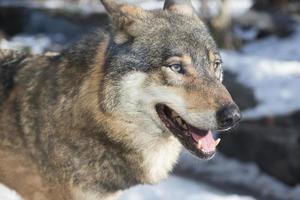 retrato de close-up de um lobo foto