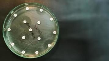 Teste de sensibilidade antimicrobiana em placa de Petri. resistência antibiótica de bactérias foto