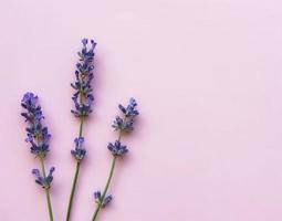 flores frescas de lavanda, vista superior em fundo rosa foto