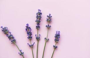 flores frescas de lavanda, vista superior em fundo rosa foto