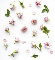 lindas rosas cor de rosa em fundo branco foto