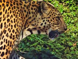 leopardo está caminhando. foto