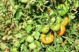 tomate fresco em fazenda orgânica foto