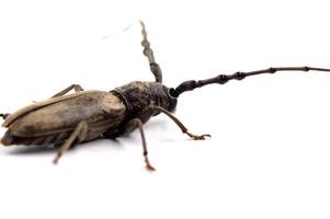 broca de árvore batocera rufomaculata isolada em um fundo branco foto