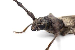 broca de árvore batocera rufomaculata isolada em um fundo branco foto