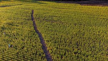 campo de girassóis de florescer em vista areial com fundo de pôr do sol no campo de girassóis khao jeen lae, lopburi, tailândia foto