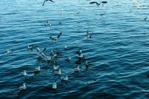 gaivota evacua o frio do hemisfério norte para bangpu, samutprakarn, tailândia, durante o inverno, de novembro a março. mar e céu com muitas gaivotas eram tempos muito bonitos. foto