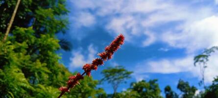 natural papel de parede do azul céu com verde árvores e solteiro flor foto