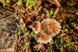 cogumelos falsos em um velho toco na floresta foto