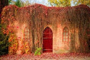 a parede da velha casa crescida com uma bela planta vermelha foto