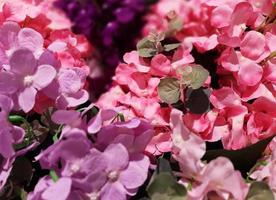 lindas flores no jardim - imagem foto