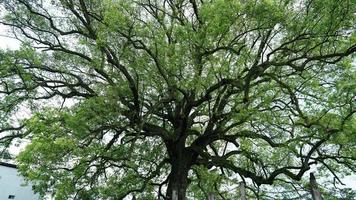 a velha e grande árvore cheia de folhas verdes no interior da China foto