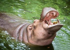 hipopótamo o hipopótamo, ou hipopótamo, mamífero principalmente herbívoro na África subsaariana. foto